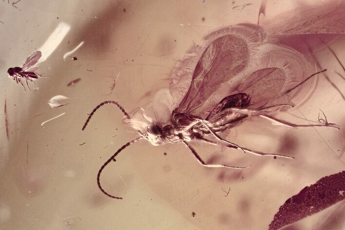 Fossil Parasitoid Wasps (Braconidae & Fidiobia) in Baltic Amber #325383